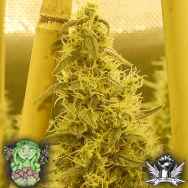 Trichome Jungle Seeds Pursang f4